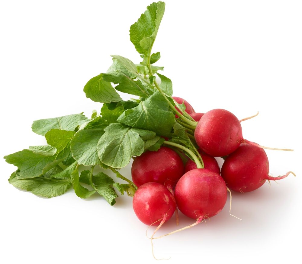 RADISH RED (NETHERLANDS)