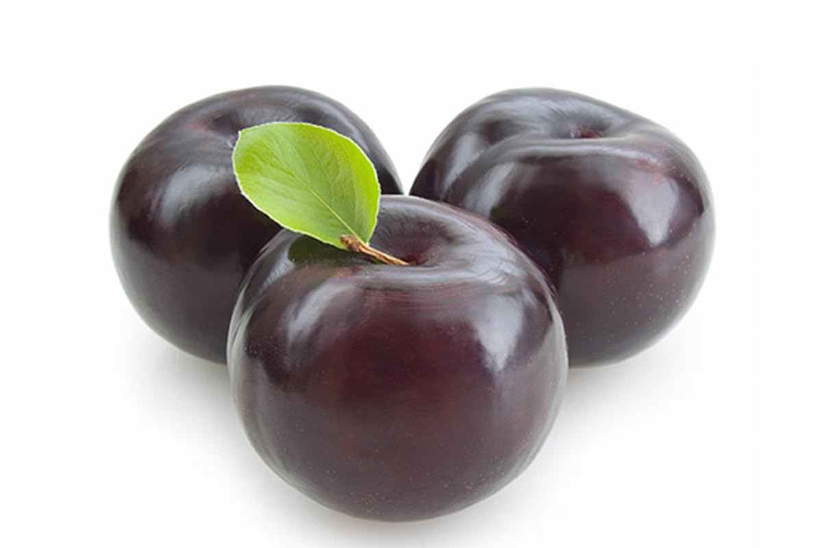 برقوق أسود 55 (جنوب أفريقيا)