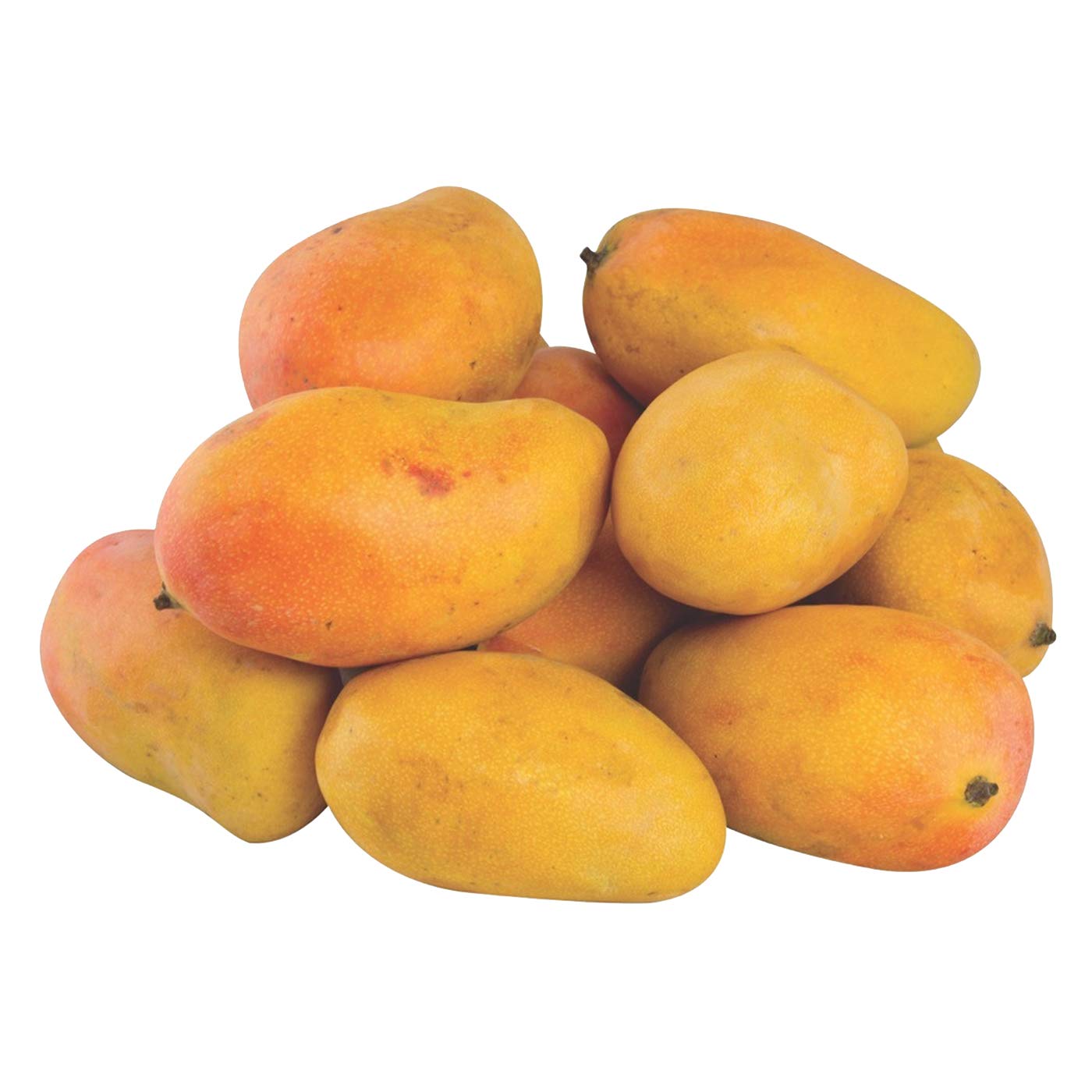 مانجو كلبيتور (اليمن)