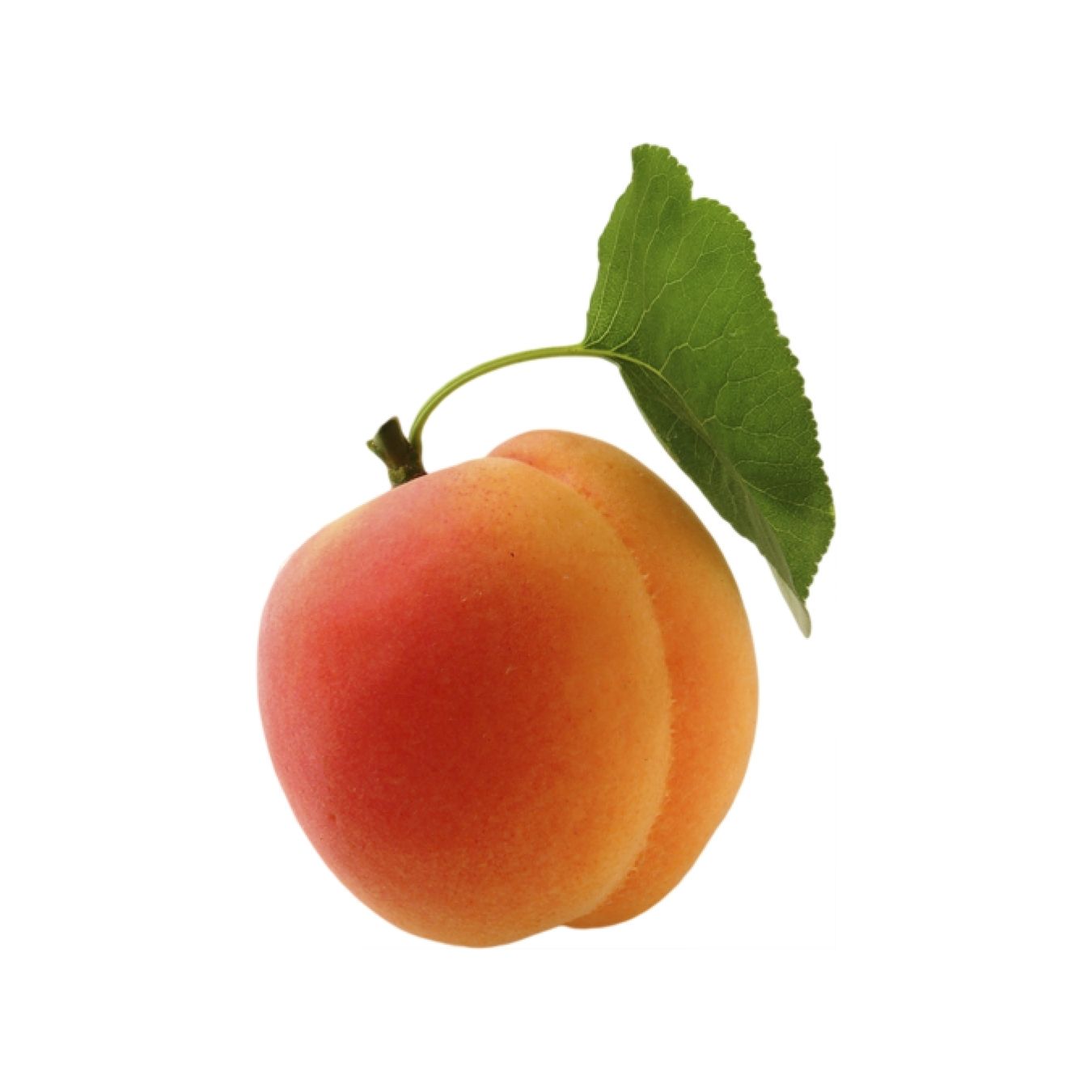 APRICOT (JORDAN)