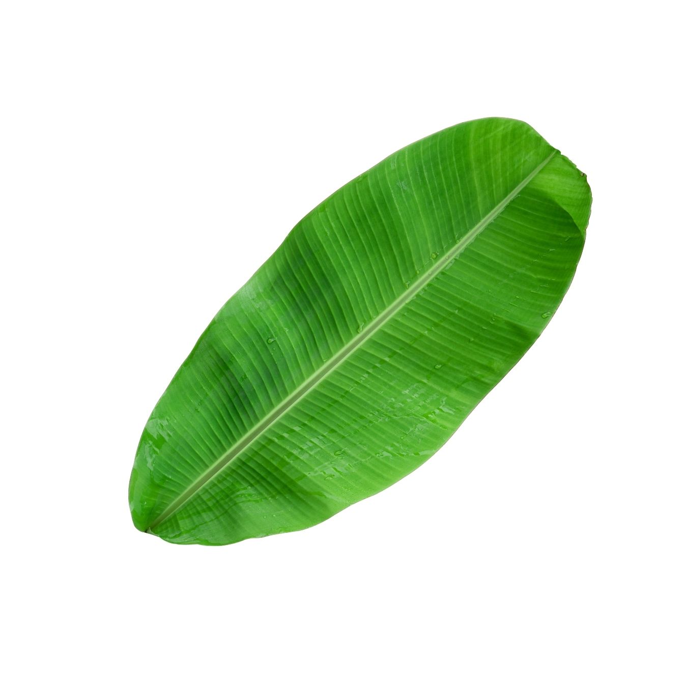 بَنَانَا لِيفْزْ (تايلاند)