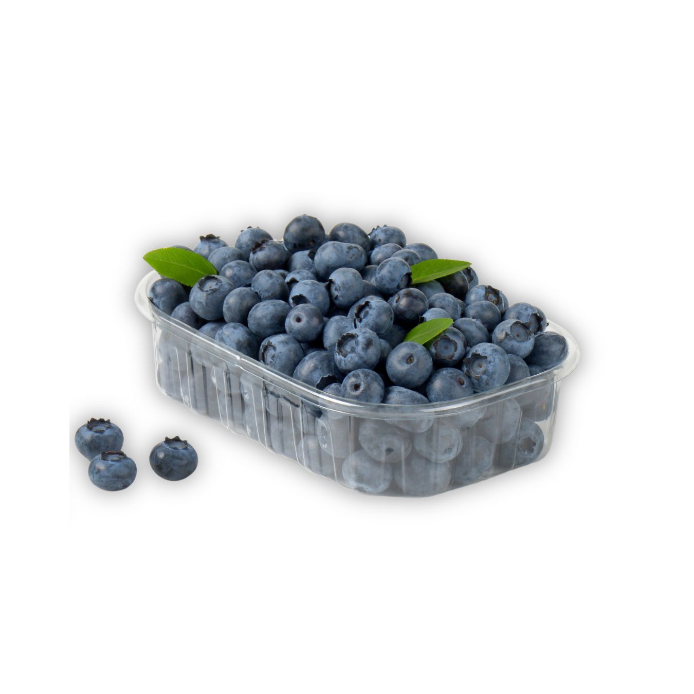 BLUEBIRRIES (NETHERLANDS)