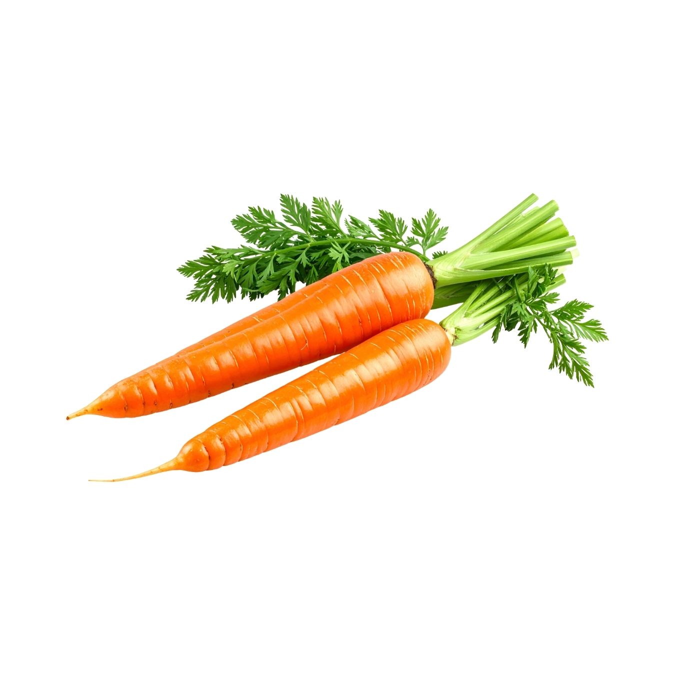 CARROT (AUSTRALIA)
