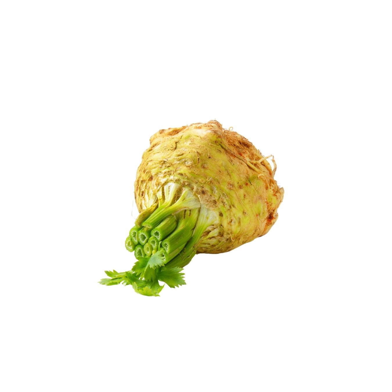 كرفس لفتي (هولندا)