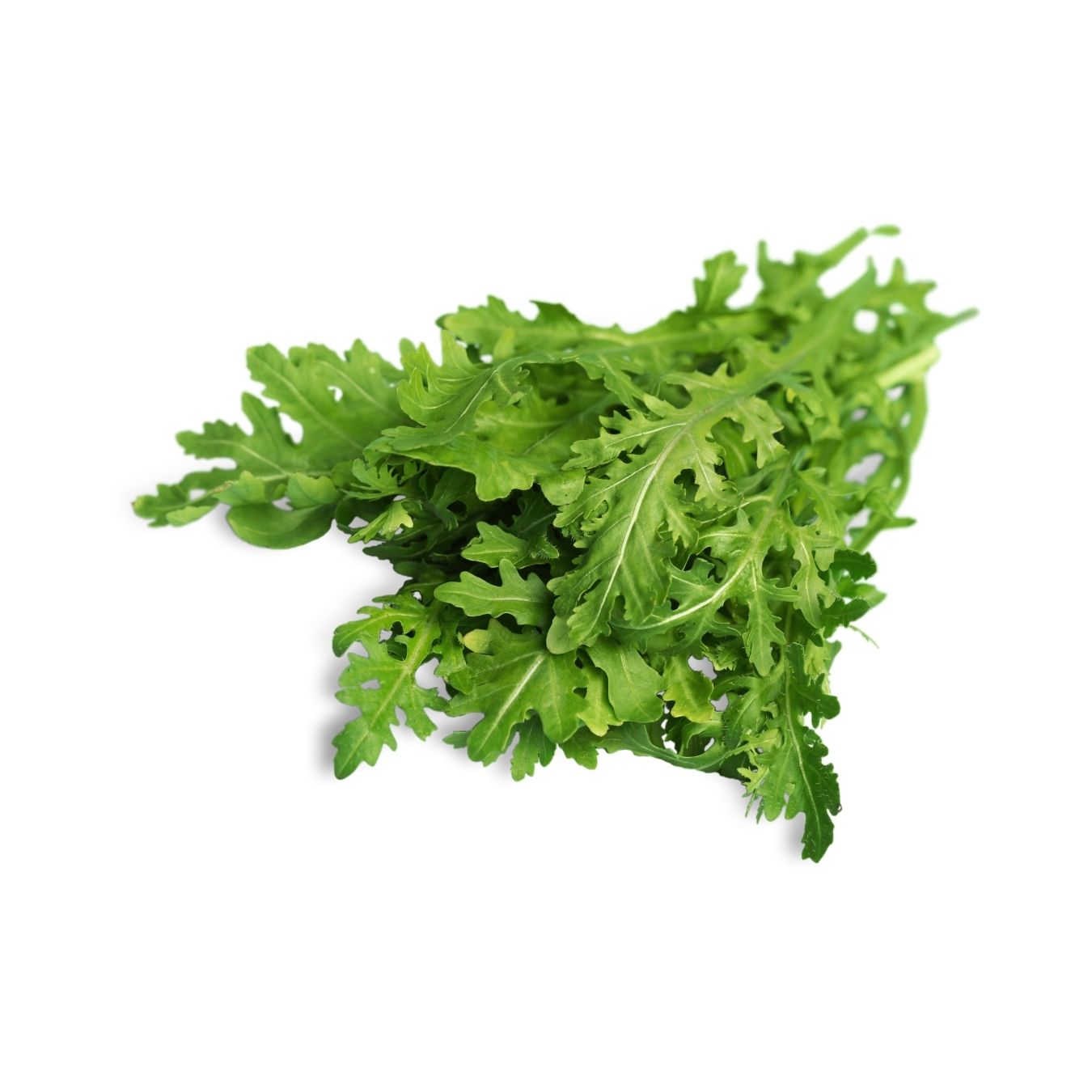 خس جرجير صغير (البحرين)