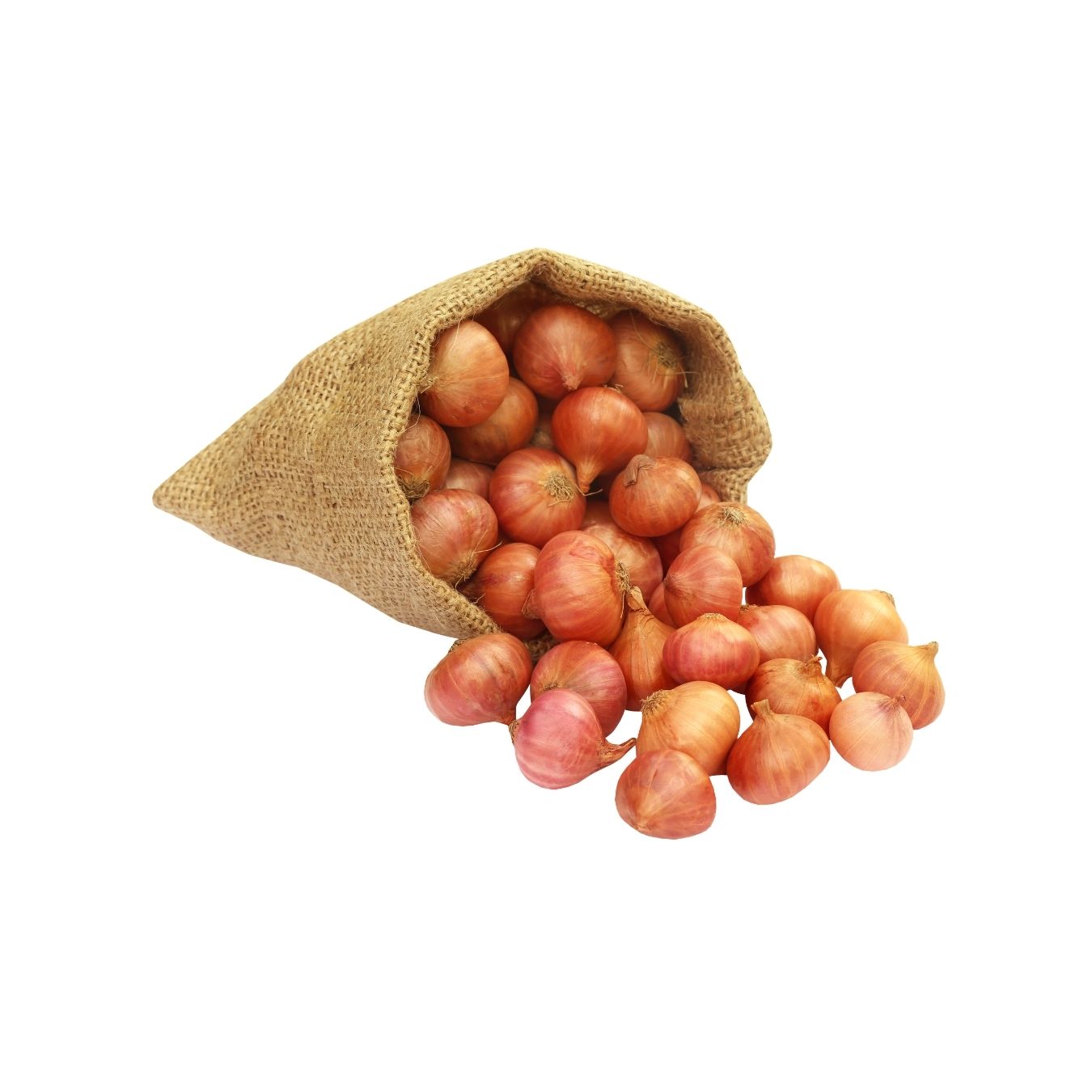 بصل بني (مصر)