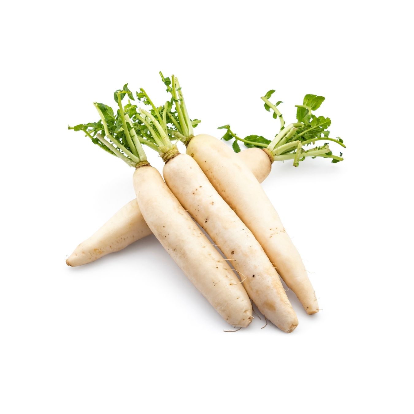 RADISH WHITE (CHINA)