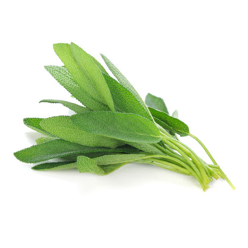 SAGE (هولندا)
