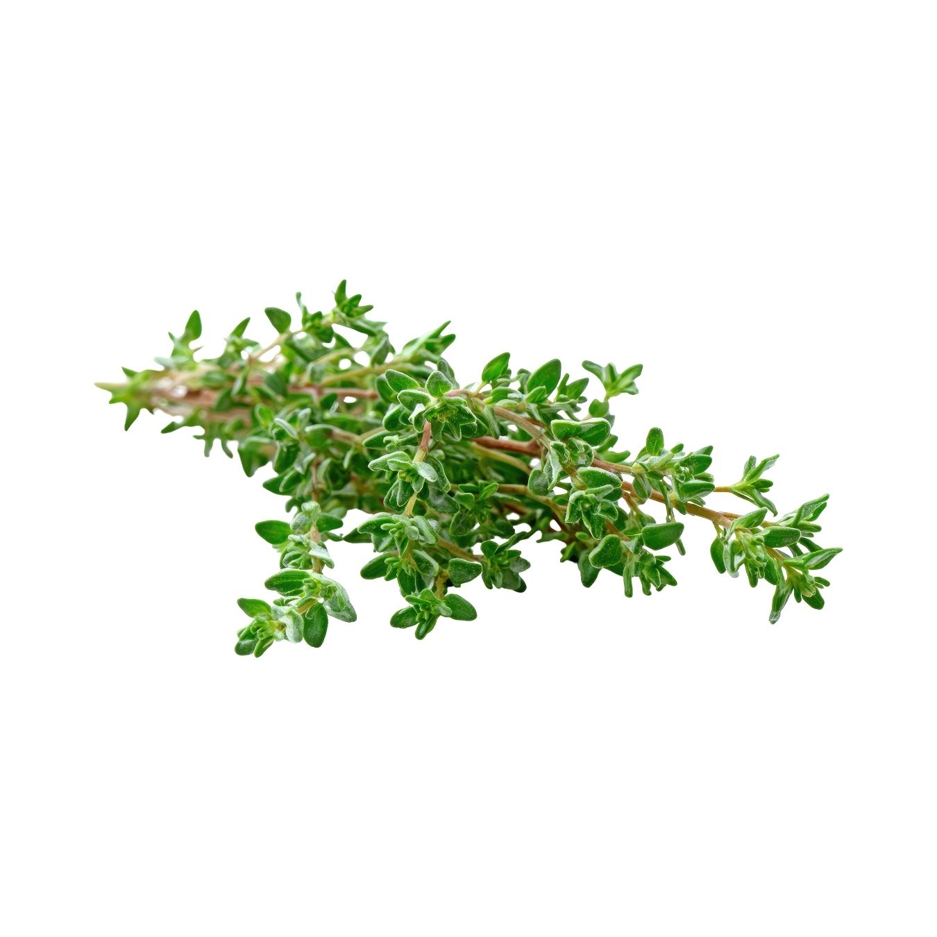 الزعتر (هولندا)