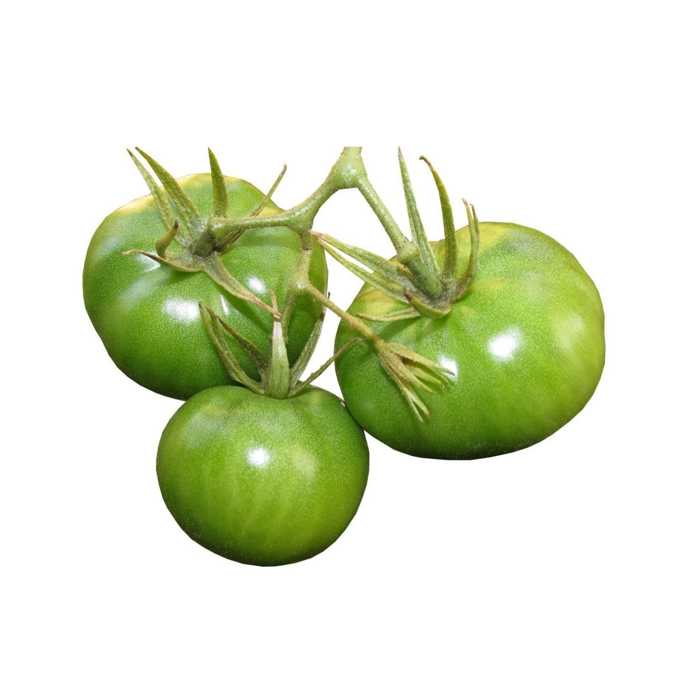 TOMATO GREEN (BAHRAIN)