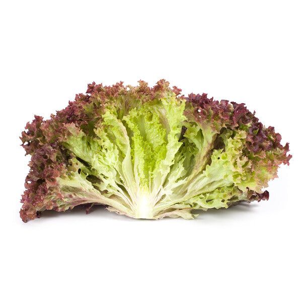 خس لولو روسو (البحرين)