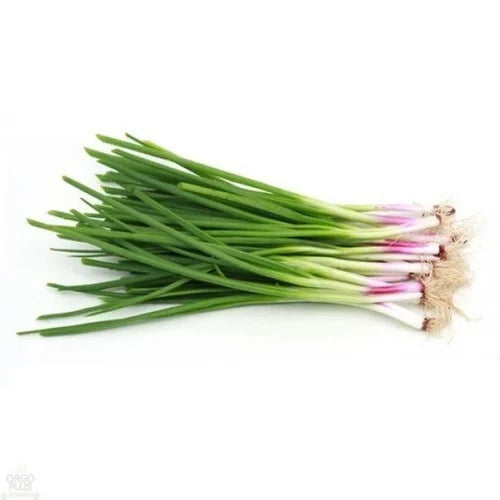بصل أخضر (المملكة العربية السعودية)