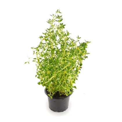 زعتر في أوعية (هولندا)